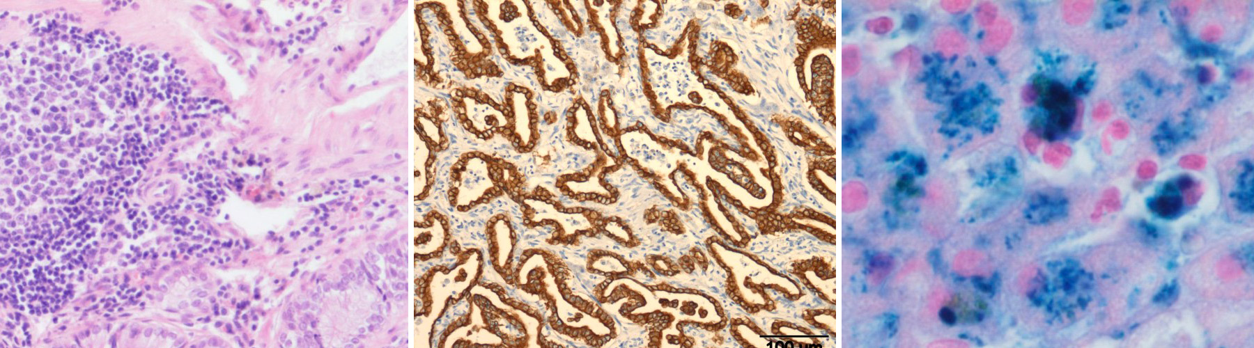 wsava-liver-standards